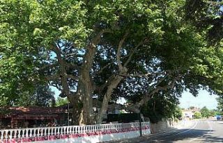 (Özel) İki imparatorluk battı, o çınar ağacı...