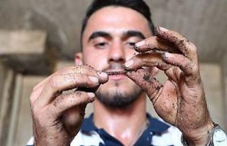 (Özel) İnternette gördü: 1 milyon solucanla aylık...