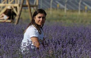 (Özel) Kadın girişimci bozkıra lavanta bahçesi...
