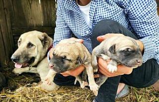 (Özel) Köpeği tek seferde ’servet’ doğurdu