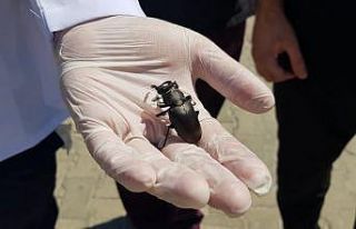 (Özel) Koruma altındaki geyik böceği Manisa’da...