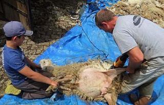 (Özel) Koyunlar kırkılmaya başlandı