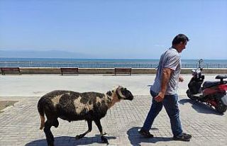 (Özel) Koyunların efendisi