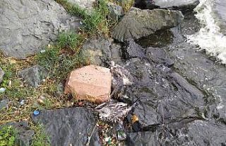 (ÖZEL) Küçükçekmece Gölü’nde balık ölümlerinden...