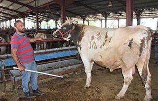 (Özel) Kurban pazarının en büyükleri alıcısını...