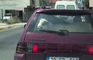 (Özel) Kurbanlık koyunu otomobil bagajında böyle...