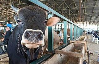 (ÖZEL) Kurbanlıklarda ’Gebe hayvan’ uyarısı