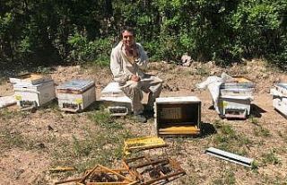 (ÖZEL) Kütahya’da ayılar kovanları parçaladı,...