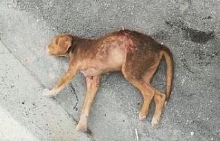 (ÖZEL) Kütahya’da Pitbull dehşeti