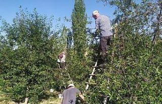(Özel) Kütahya’da vişne sezonu