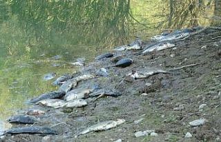 (ÖZEL) Manavgat’ta çamura dönen göletlerde balık...