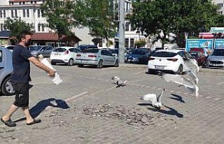 (Özel) Müsilaj en çok martılara yaradı
