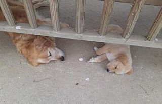 (ÖZEL) Okulun köpeği kayboldu, öğrenciler her...