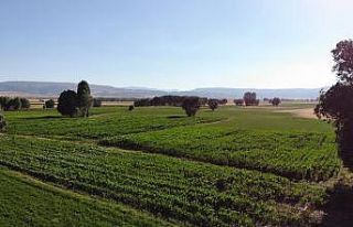 (Özel) Ottan beklenen verimi alamayan çiftçi silajlık...