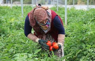 (Özel) Piyasayı rahatlatacak domates tezgaha düştü