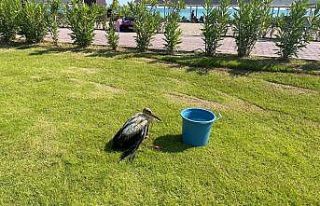 (ÖZEL) Serinlemek için kimyasal atık yağa giren...