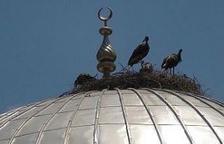 (Özel) Sıcak hava leylekleri de vurdu, sanayideki...