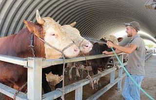 (Özel) Sıcaklar hem kurban pazarını hem de kurbanlıkları...