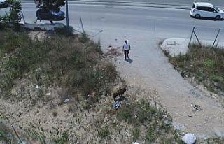 (ÖZEL) Sultangazi’de kaçan kurbanlığı yakalama...