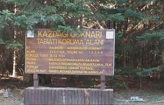 (Özel) Tarihin yönünü değiştiren ağaç
