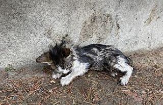 (Özel) Yağmurda sırılsıklam ıslanan yavru kediye...