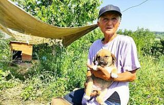 (Özel) Zehirlenen sakat ve hasta köpeklerinin başında...