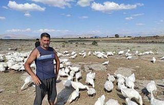 Pandemiyi fırsata çeviren işletme sahibi kaz çiftliği...