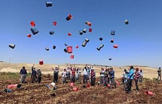 Patates hasadı kova atma töreni ile bitti