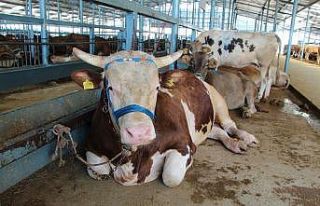 Pazarın gözdesi 1 tonluk  ’Baran’  oldu