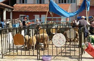 Pazaryeri’nde küçükbaş kurbanlıklar elde kaldı