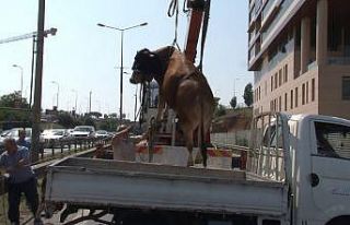 Pendik’te kaçan kurbanlık dana trafiği birbirine...