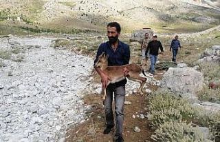 Piknikçilerin bulduğu yavru yaban keçisine şefkat...