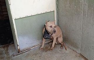 Pitbullun saldırısına uğrayan 2 kişi hastanelik...