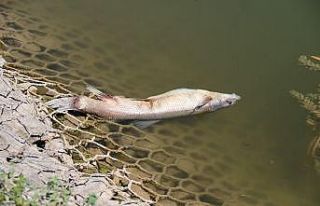 Porsuk Çayı’nda balık ölümleri
