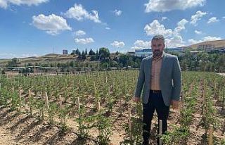 Pursaklar’da ata tohumları filizleniyor