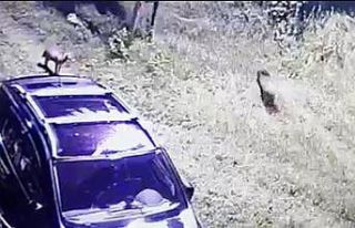 Rize’de bahçeyi talan eden domuzlar güvenlik kamerasına...
