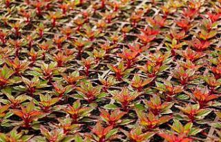 Safranbolu’da belediye serası üretime devam ediyor