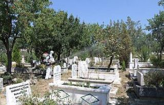 Safranbolu’da fıstık ağaçları ilaçlanıyor