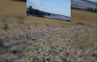 Sağanak yağış ve dolu ekili alanlara zarar verdi