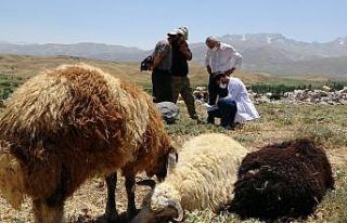 Sağlık çalışanları dağ tepe demeden berivanları,...