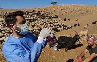 Sağlık çalışanları dağ tepe demeden çobanları...