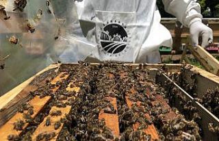 Sakarya balı, 5 ülkeye ihracat için hazırlanıyor