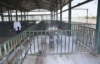 Salihli Hayvan Pazarı Kurban Bayramına hazır