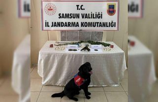 Salıpazarı’nda 68 kök kenevir bitkisi ele geçirildi