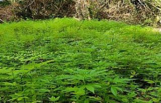 Samsun’da 103 bin 61 kök kenevir ele geçirildi:...