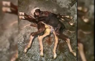 Samsun’da 8 bacaklı, 2 kuyruklu buzağı doğdu