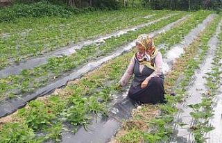 Samsun’da çilek rekoltesi artıyor