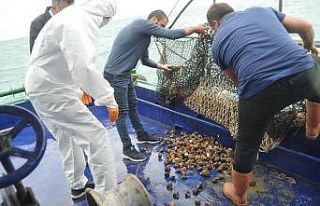 Samsun’da en çok hayvansal ürün ihracatı balık...
