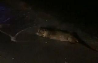 Samsun’da su samuru görüntülendi