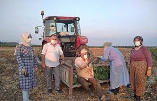 Samsun’da tarlada aşı